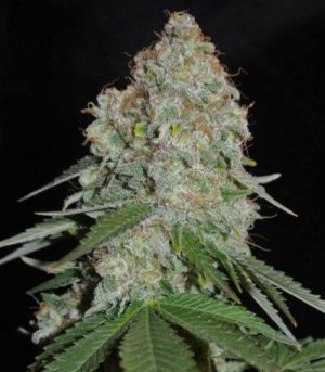 White_Widow_Original.jpg