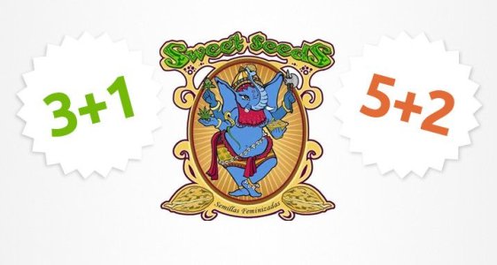 свит-сидс__2i4a8PryMCzrD4ON.jpg