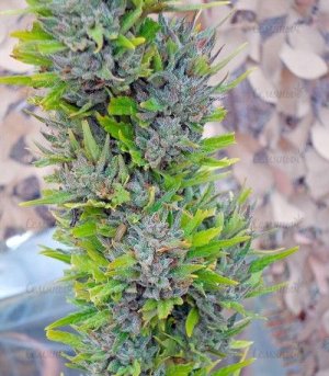 Colombian_Gold_world_of_seeds_marihuana__m6lROFbc37vQd7Is.jpg Colombian_Gold_world_of_seeds_marihuana__m6lROFbc37vQd7Is.jpg