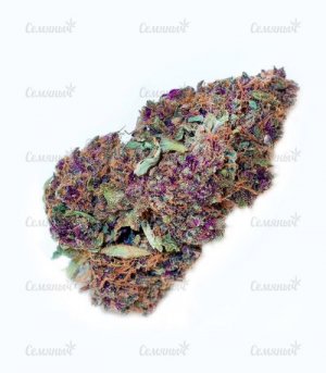 MONSTER-PEBBLES-kannabis__8wnpKeYa0gWQQGR8.jpg