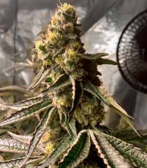 1648568073431.png 1648568073431.png