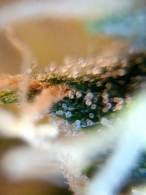 IMG_20241208_151748_425.jpg