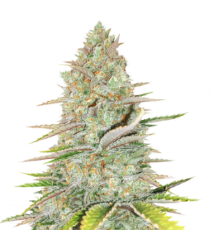 1739358230989.png