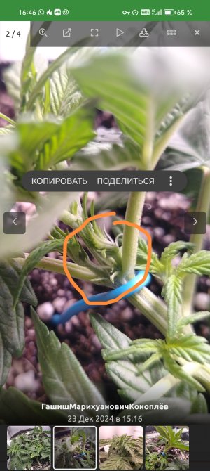 Screenshot_20250309_164641_ru_semena_sch_RootActivity_edit_57545095329400.jpg