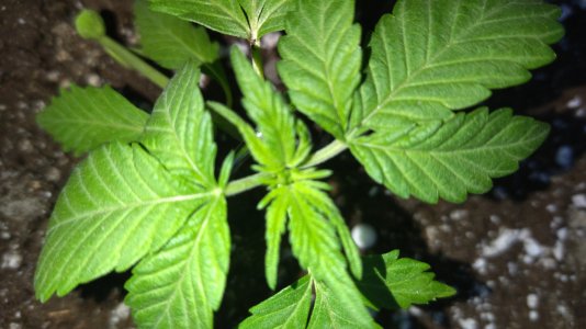IMG_20250416_192139.jpg