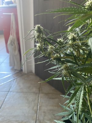 IMG_2056.jpeg
