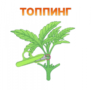 Topping.png