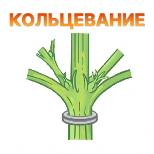 Kolcevanie.png