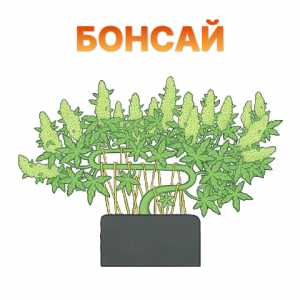 Bonsaj.png
