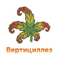 Verticillez – simptomy i ustranenie zabolevaniya-100.jpg