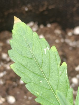 IMG_20250517_104406.jpg