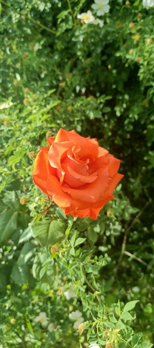 IMG_20250530_134051_909.jpg