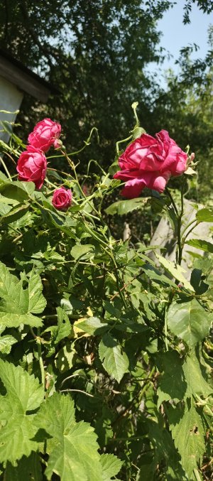 IMG_20250607_124803_583.jpg