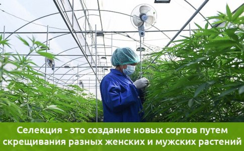 selekciya-process-polucheniya-novyh-sortov__DmMarWiZOwxey7vj.jpg