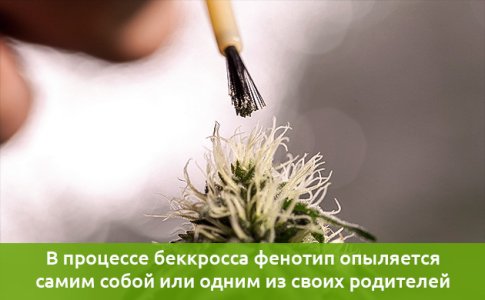obratnoe-skreshchivanie-ili-bekkross__NKNnkchyNXsvlXQ8.jpg
