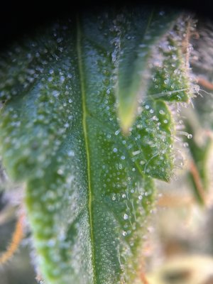 IMG_6235.jpeg