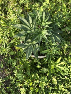IMG_3892.jpeg