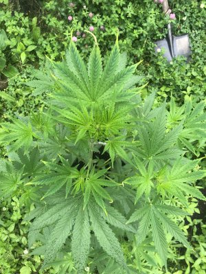IMG_4053.jpeg