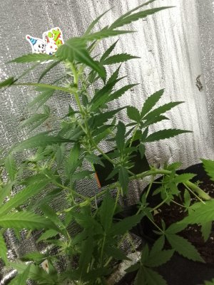 IMG_20250719_213753.jpg