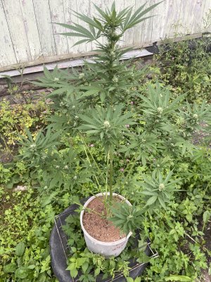 IMG_0008.jpeg