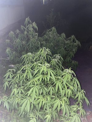IMG_0021.jpeg