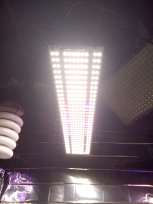 IMG_20250801_075028.jpg