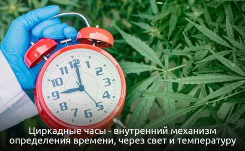 chto-takoe-cirkadnye-chasy__rIHy1aTCY5CmpPDu.jpg chto-takoe-cirkadnye-chasy__rIHy1aTCY5CmpPDu.jpg