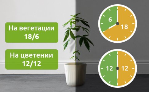 kak-ispolzovat-svetovoj-rezhim-dlya-povysheniya-urozhajnosti-konopli__RvPKcXtMZAn0XCBp.jpg kak-ispolzovat-svetovoj-rezhim-dlya-povysheniya-urozhajnosti-konopli__RvPKcXtMZAn0XCBp.jpg