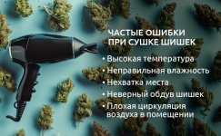 Nepravilnaya-sushka-urozhaya__aYRjlV2D3ZMDf2QB.jpg