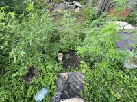 IMG_0060.jpeg