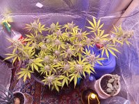 IMG_20241130_071856.jpg
