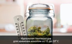 idealnaya-temperatura-dlya-hraneniya-konopli__rxwZEgiKmKaTMUlm.jpg