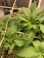 IMG_0870.jpeg