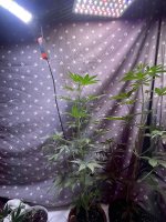 IMG_0239.jpeg