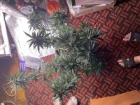 IMG_0128.jpeg