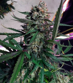1651820295869.png
