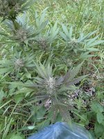 IMG_5376.jpeg