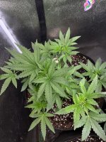 IMG_4815.jpeg