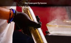 Ekstrakciya-butanom__qcUOB3kd4B3HeS7L.jpg