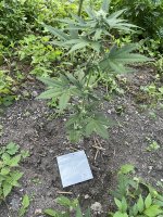 IMG_0372.jpeg