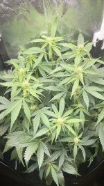 IMG_1191.jpeg