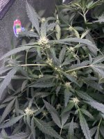 IMG_5251.jpeg