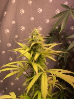 IMG_1015.jpeg