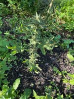 IMG_0466.jpeg