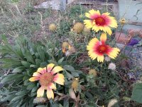 IMG_20250907_060417.jpg