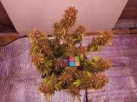 IMG_20250907_061723.jpg