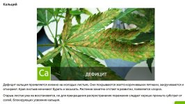 Скриншот 09-09-2025 173147.jpg
