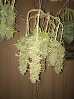 IMG_20250910_080312.jpg