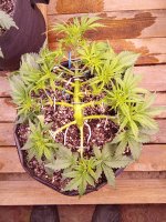 IMG_20250607_063557.jpg