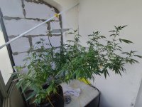 IMG_20250915_130717.jpg